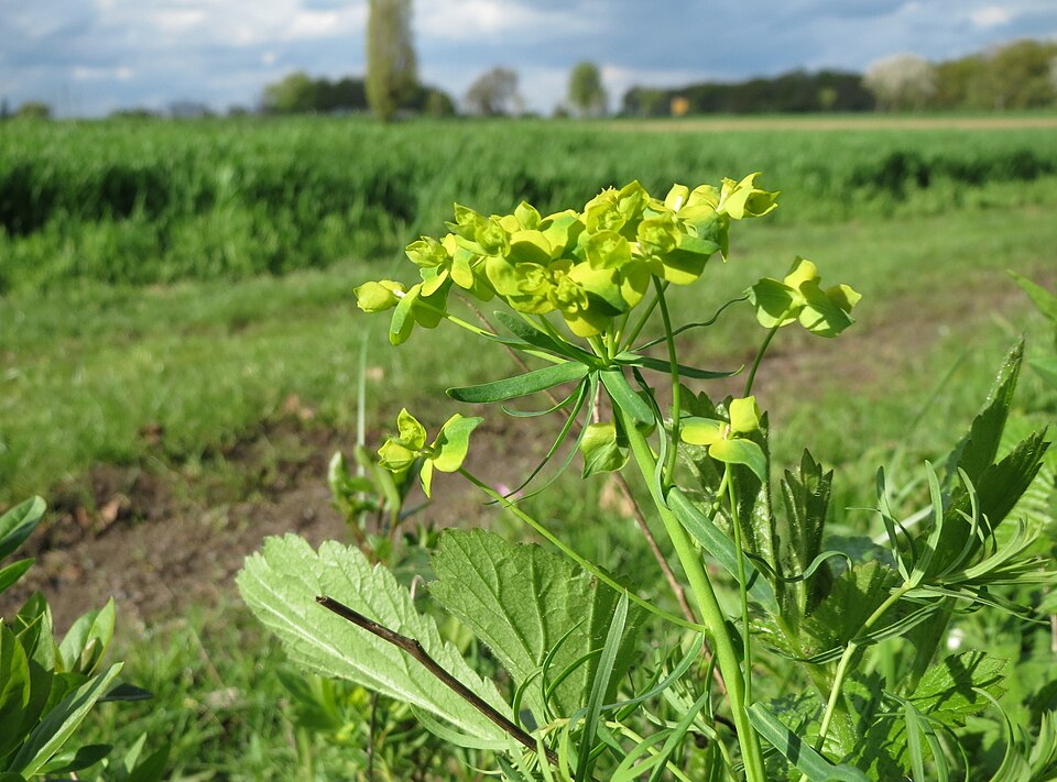 Euphorbia cyparissias (cypress spurge)