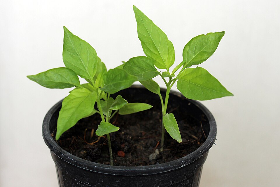 Capsicum chinense 'Carolina Reaper' (Carolina Reaper) (alternate view 4)