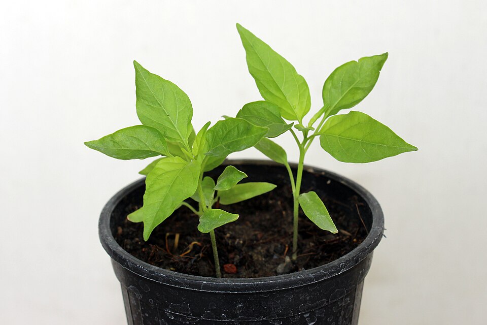 Capsicum chinense 'Carolina Reaper' (Carolina Reaper) (alternate view 5)