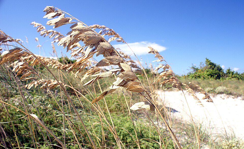 Uniola paniculata (sea oats) (alternate view 6)