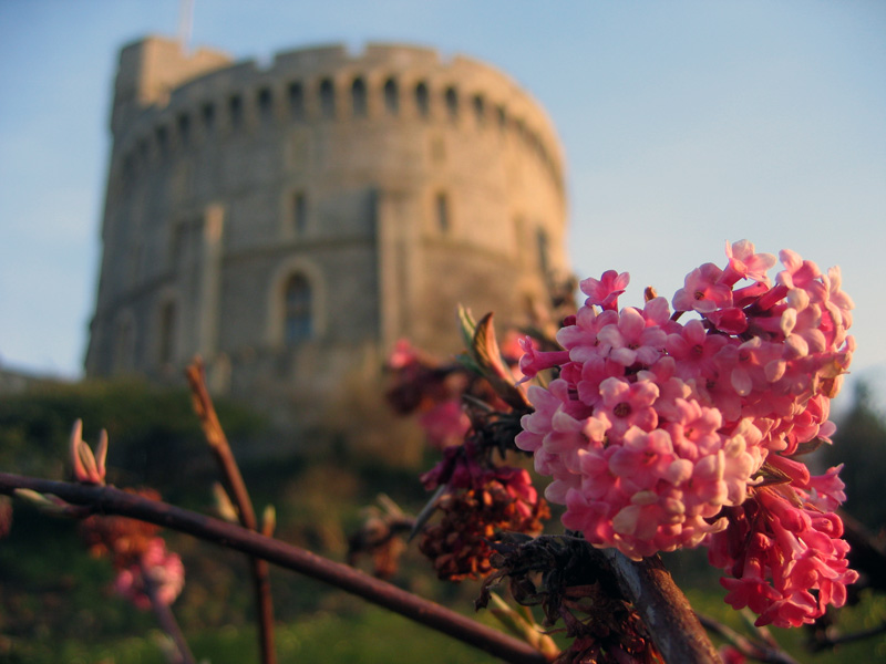 Viburnum (viburnums) (alternate view 5)