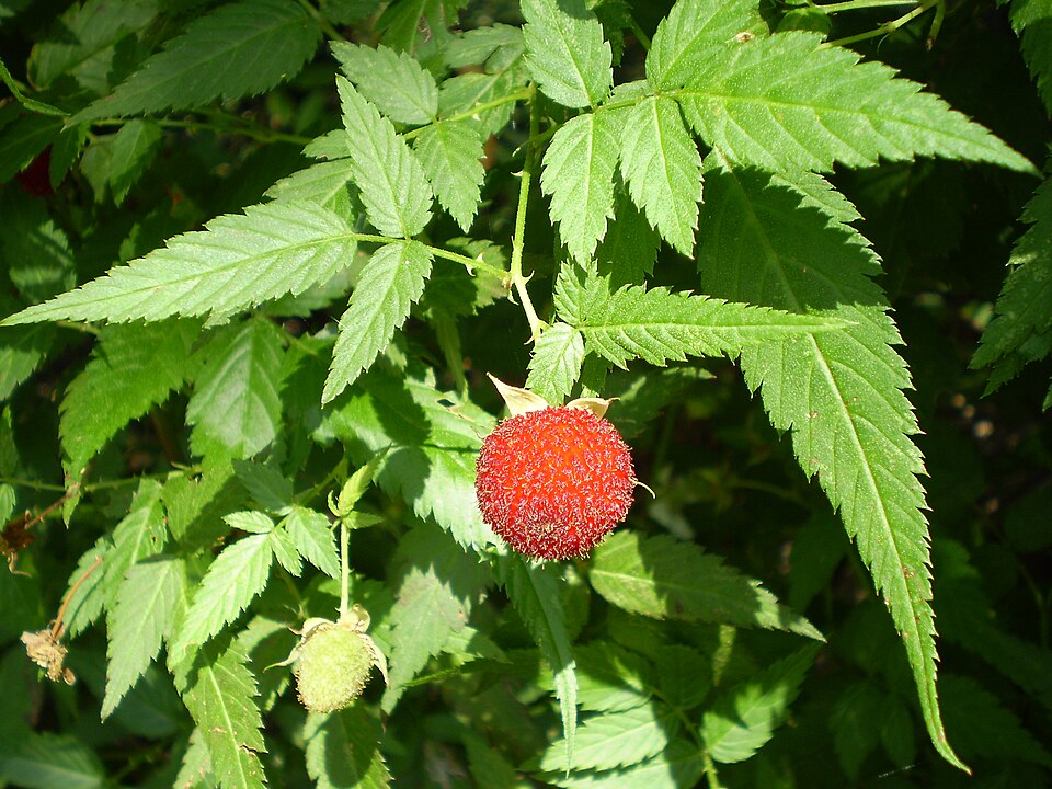 Rubus rosifolius (roseleaf bramble) (alternate view 7)