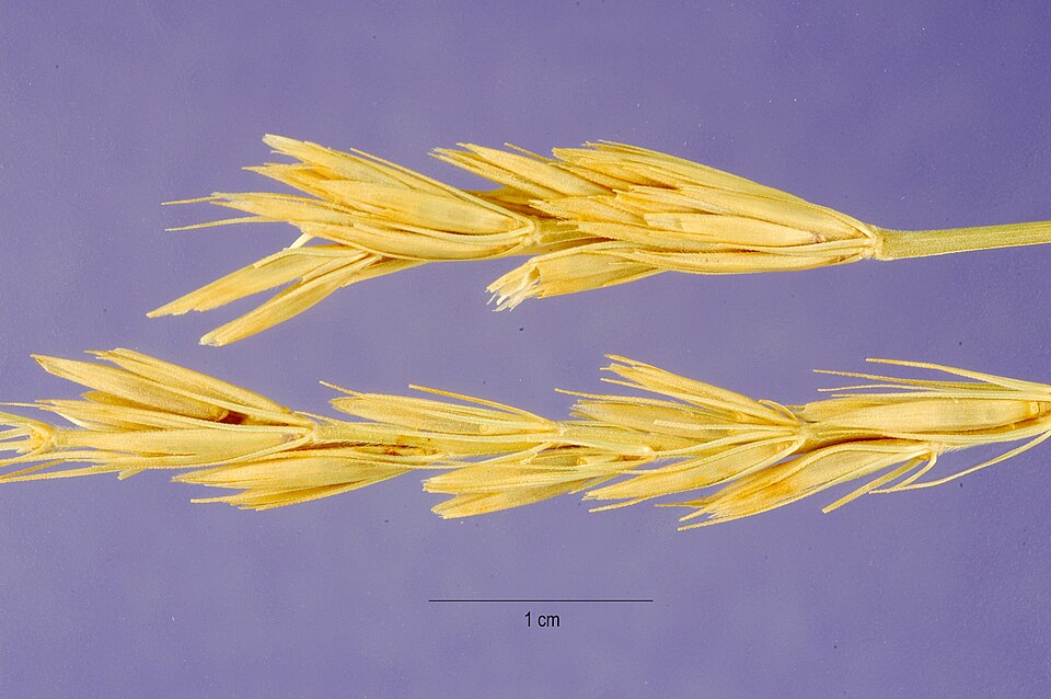 Leymus condensatus (giant wild rye) (alternate view 6)