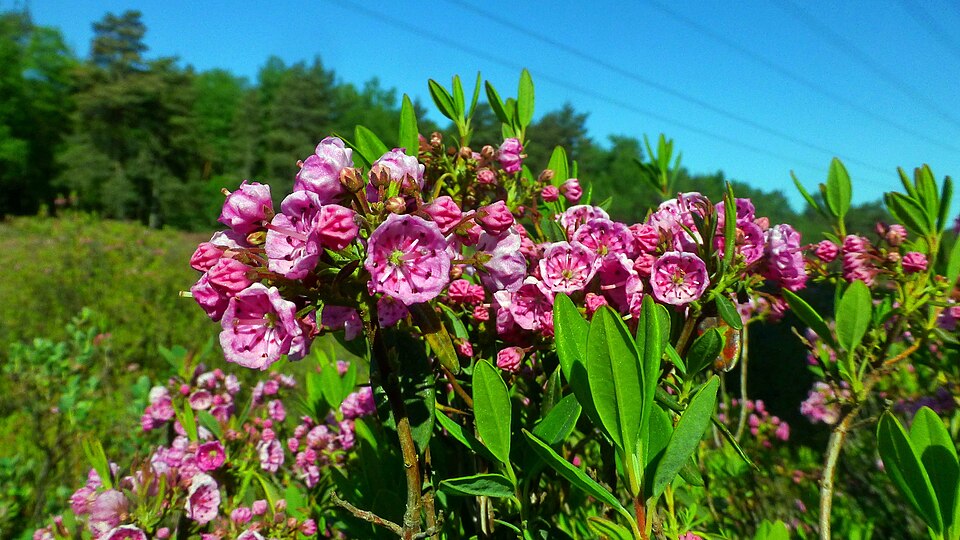 Kalmia angustifolia (sheep laurel)