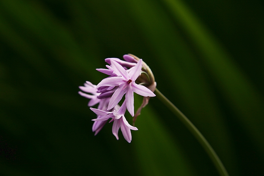 Tulbaghia (Wild Garlics) (alternate view 3)