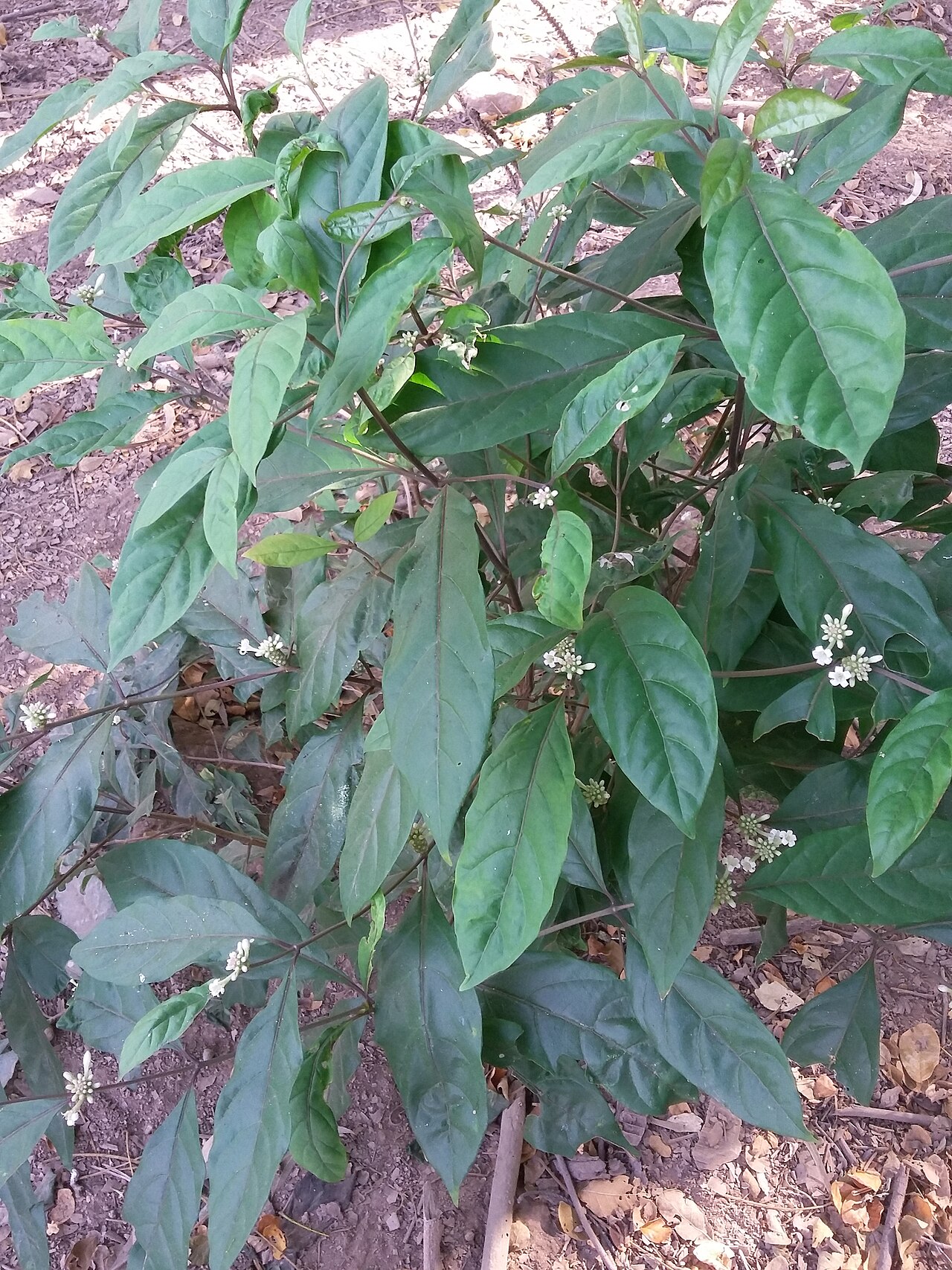 Morinda citrifolia, Noni — upright evergreen (Rubiaceae) (image 2 of 10)