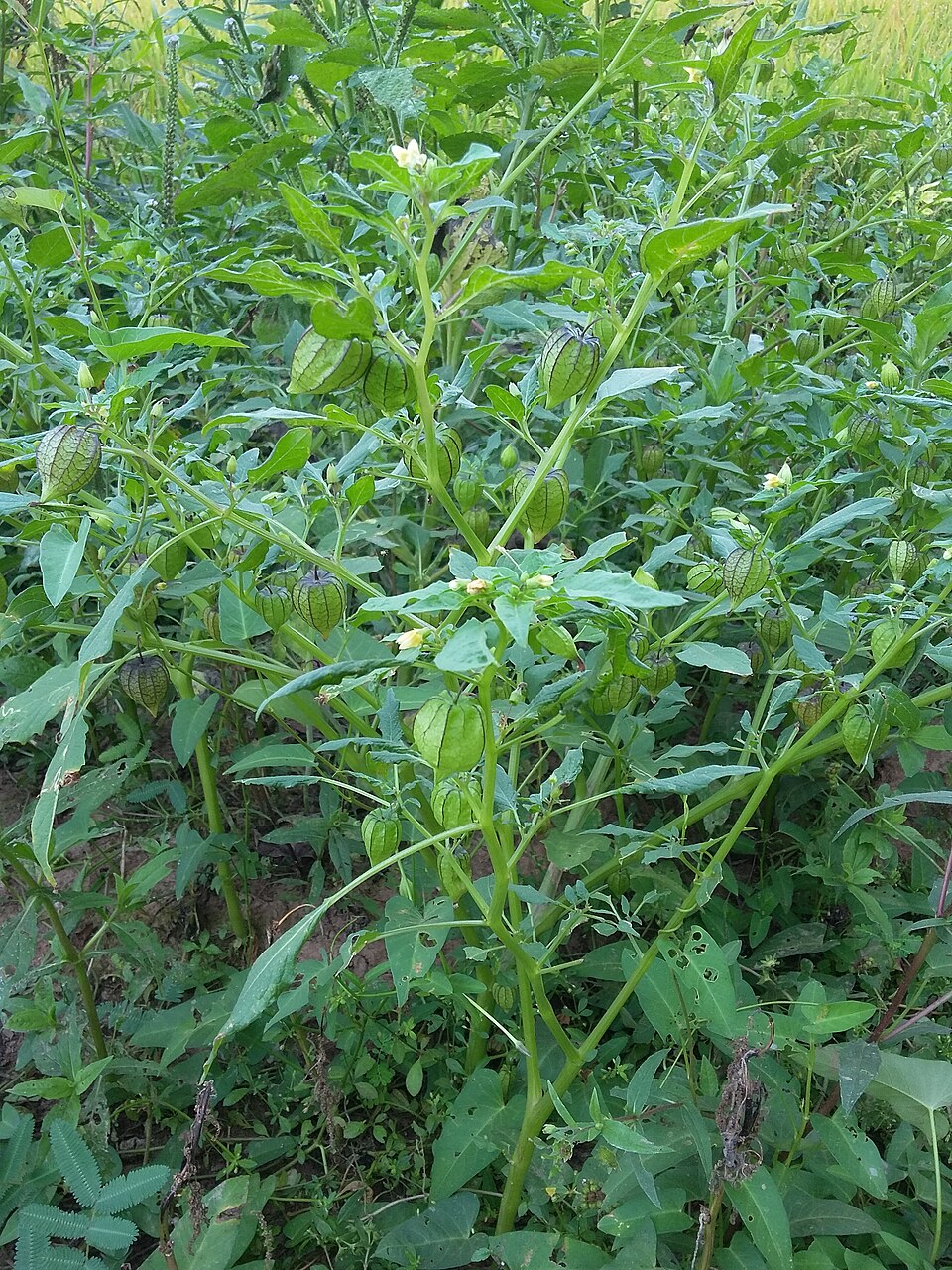 Physalis angulata (cutleaf groundcherry) (alternate view 5)