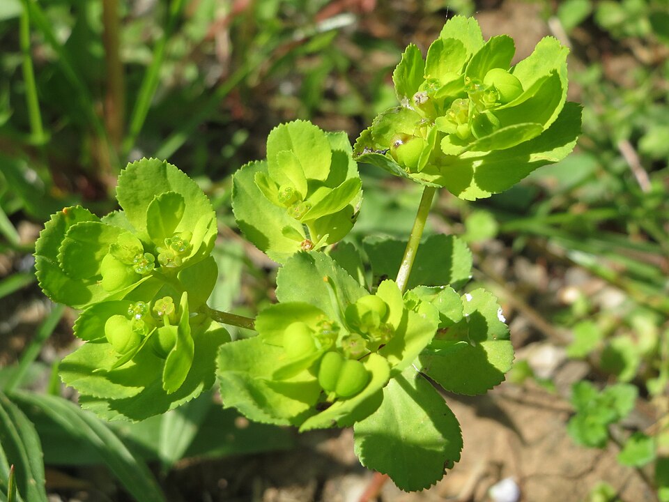 Euphorbia helioscopia (Sun spurge)
