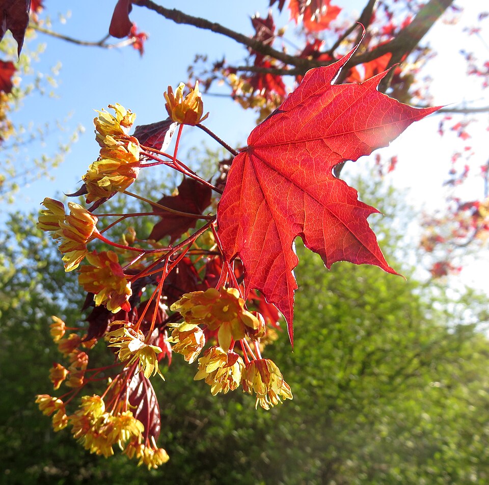 Acer platanoides 'Royal Red' (Royal Red Norway Maple Tree) (alternate view 4)