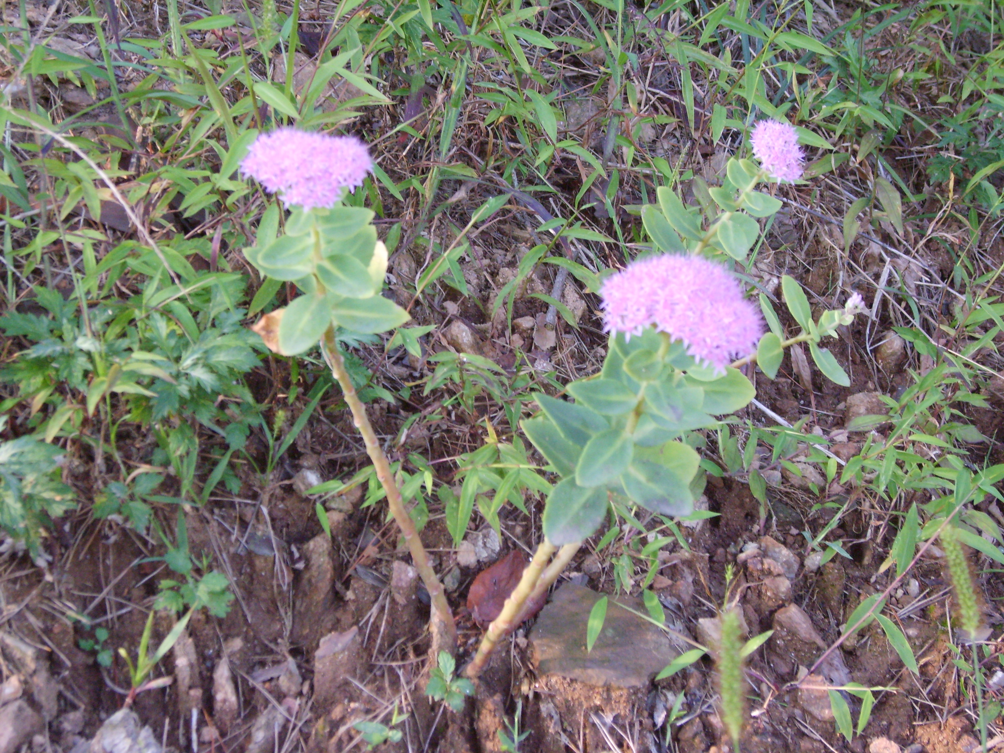 Hylotelephium spectabile, Ice plant — upright deciduous (Crassulaceae) (image 5 of 8)