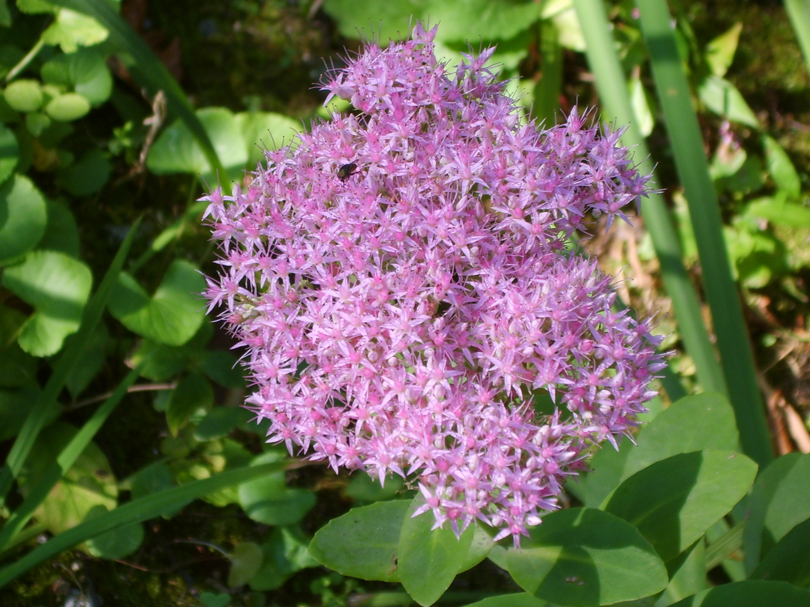 Hylotelephium spectabile, Ice plant — upright deciduous (Crassulaceae) (image 6 of 8)