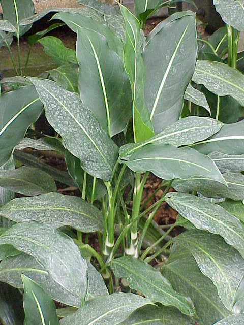 Aglaonema commutatum (Chinese Evergreen) (alternate view 12)