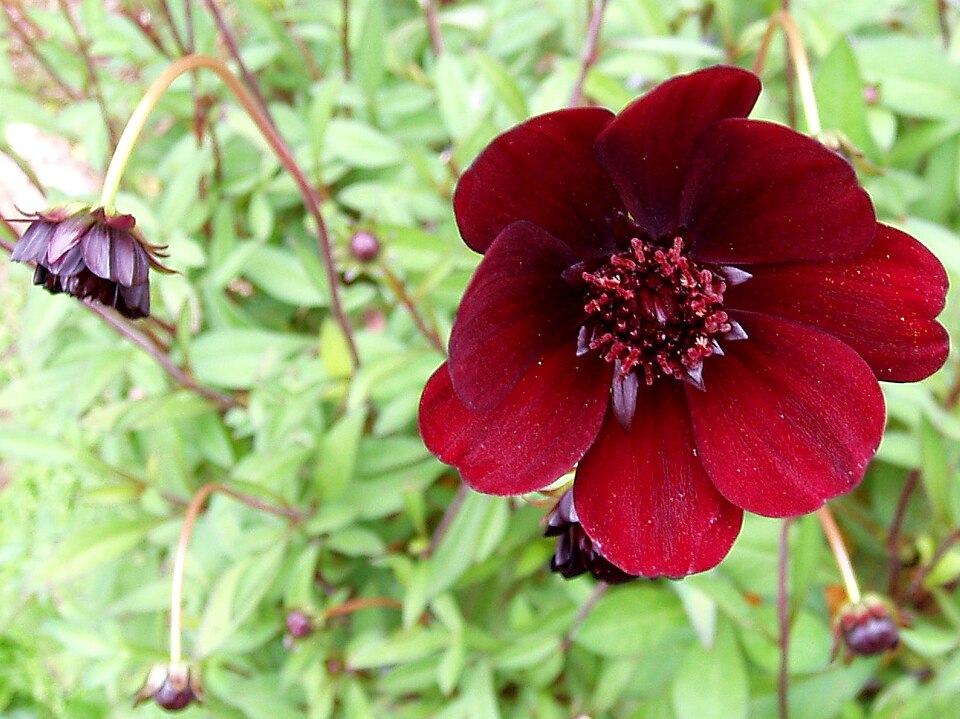 Cosmos atrosanguineus (chocolate cosmos) (alternate view 8)