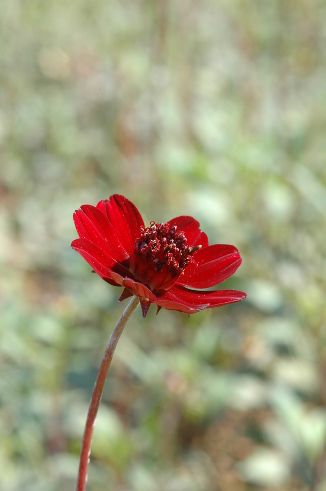 Cosmos atrosanguineus (chocolate cosmos) (alternate view 9)