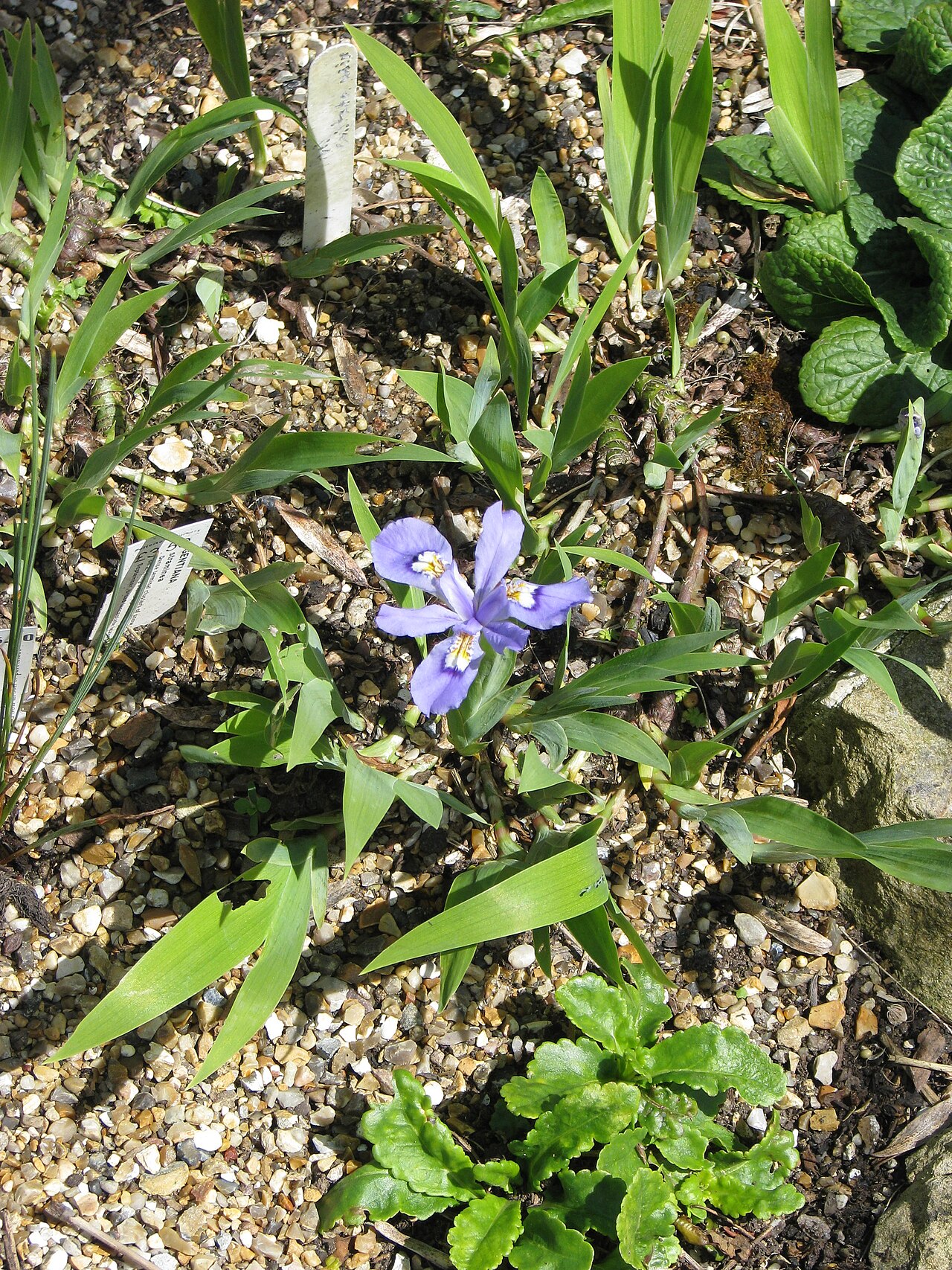 Iris cristata, Dwarf crested iris — spreading deciduous (Iridaceae) (image 4 of 10)