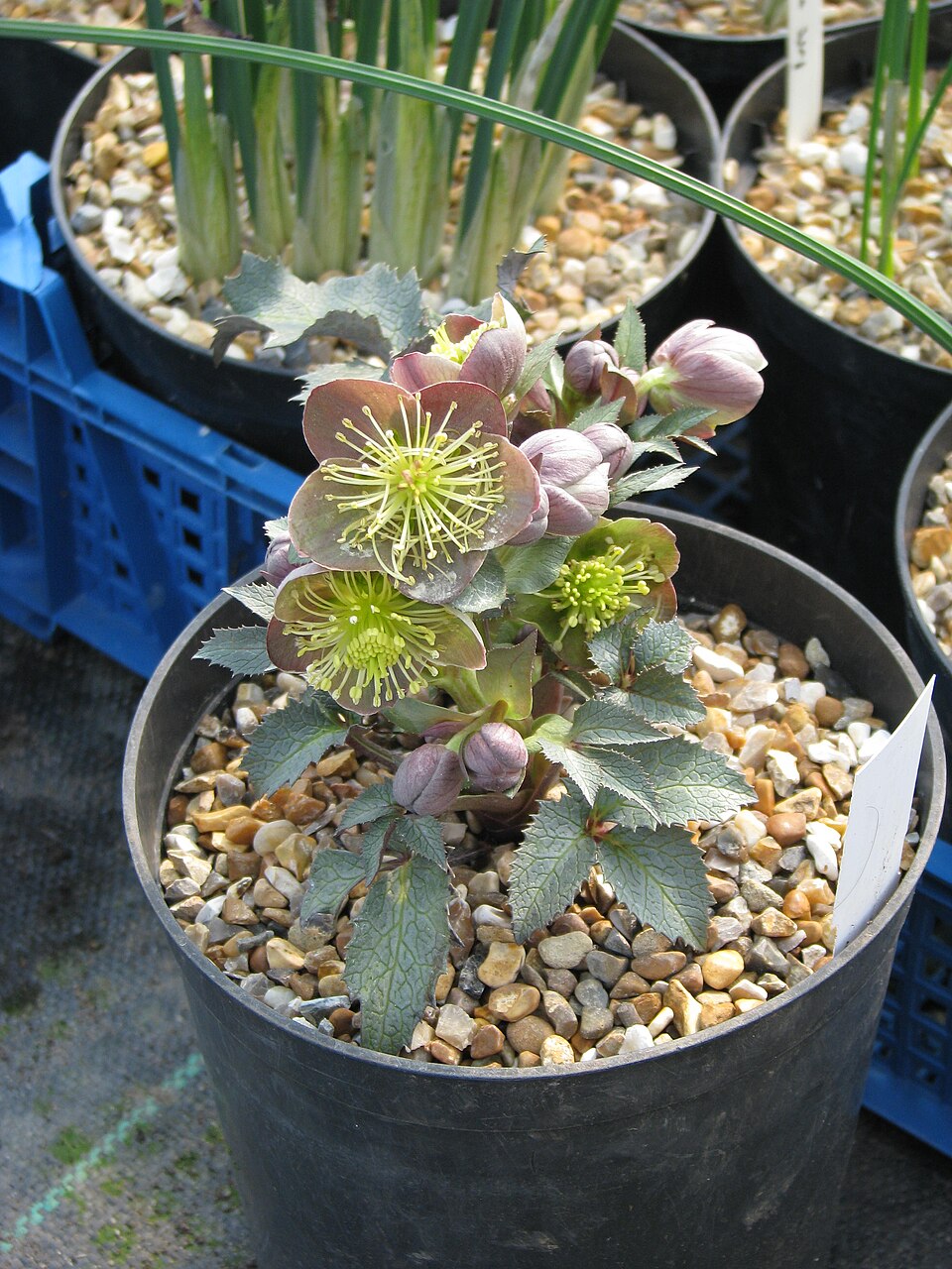 Helleborus sternii (Stern's Hellebore) (alternate view 5)