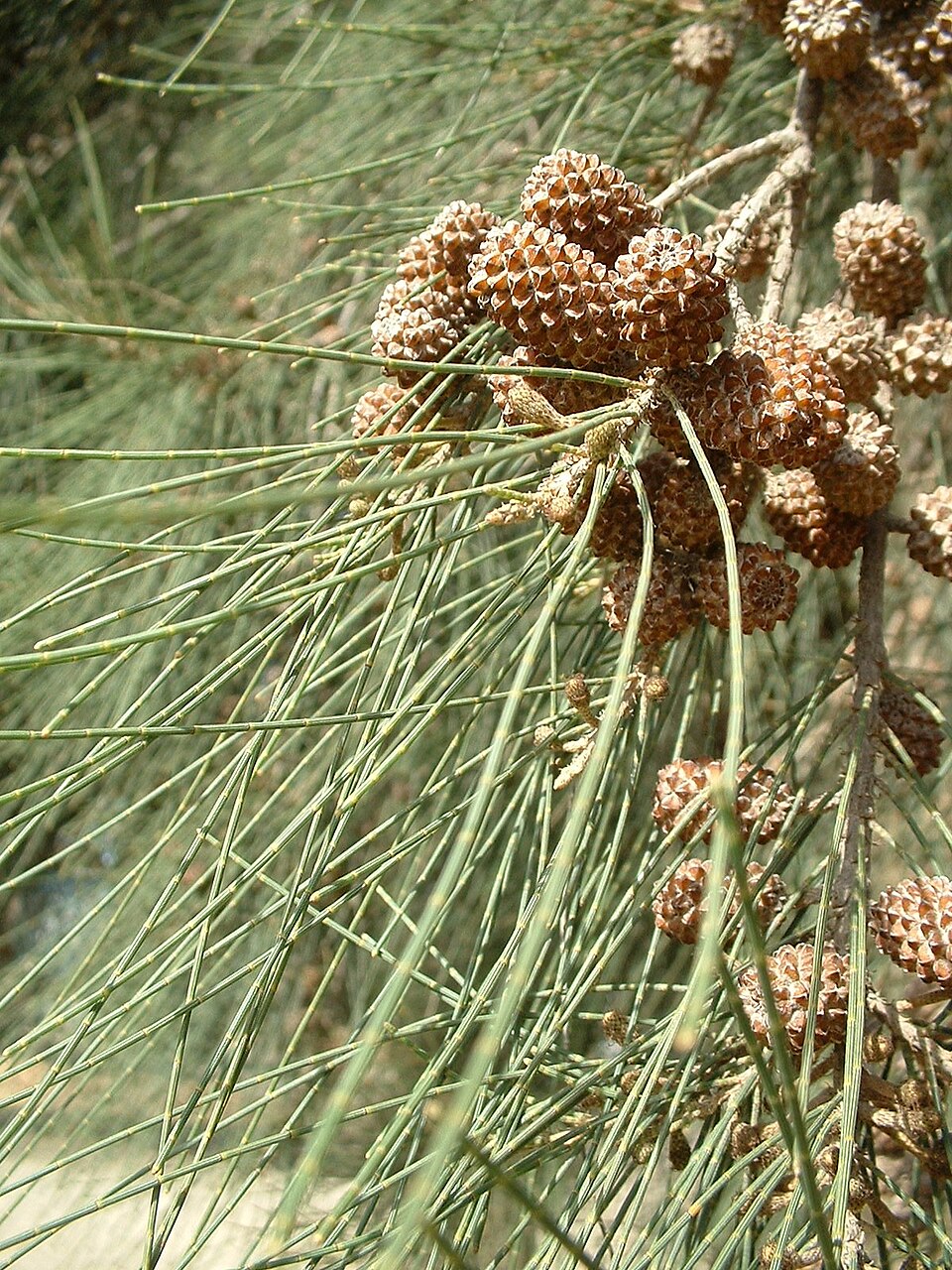 Casuarina cunninghamiana (River sheoak)