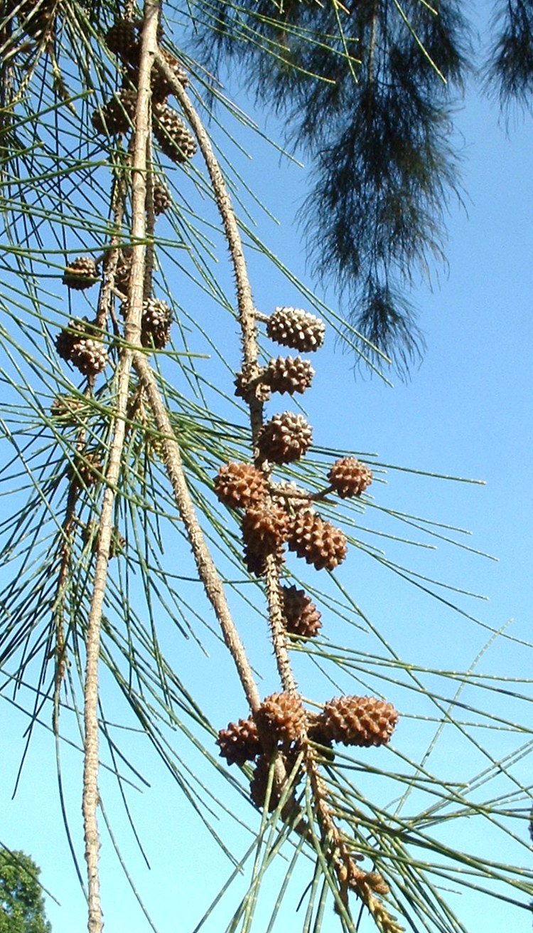 Casuarina cunninghamiana (River sheoak) (alternate view 2)