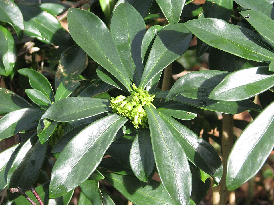 Daphne laureola (spurge daphne) (alternate view 12)