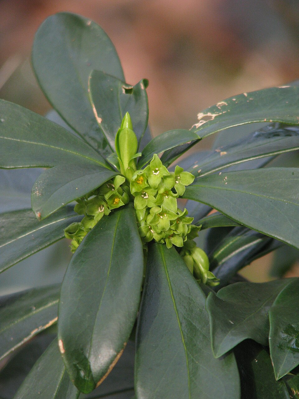 Daphne laureola (spurge daphne) (alternate view 13)