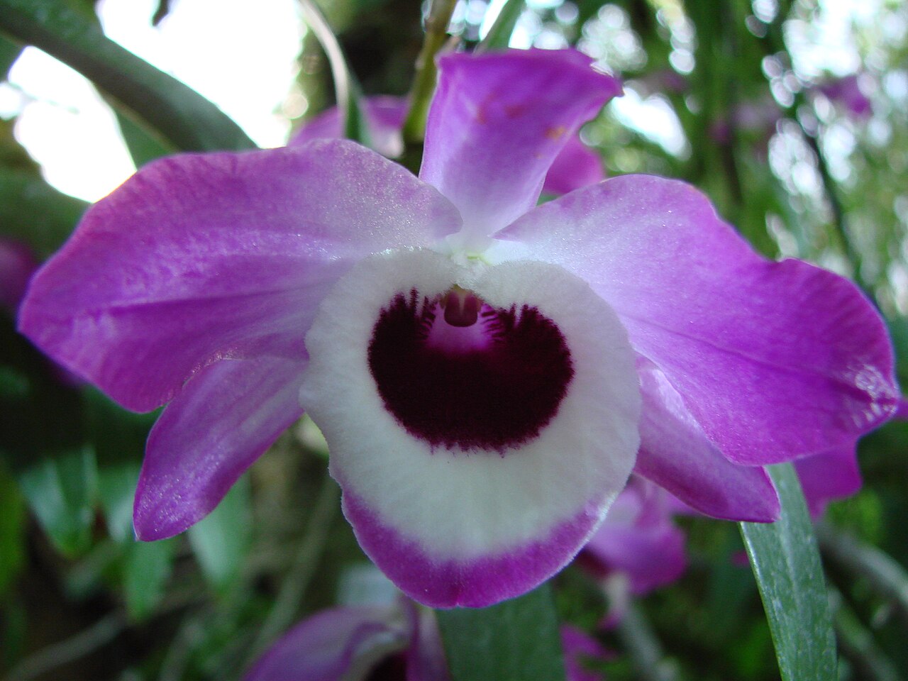 Dendrobium nobile, Noble dendrobium — clumping (Orchidaceae) (image 2 of 10)