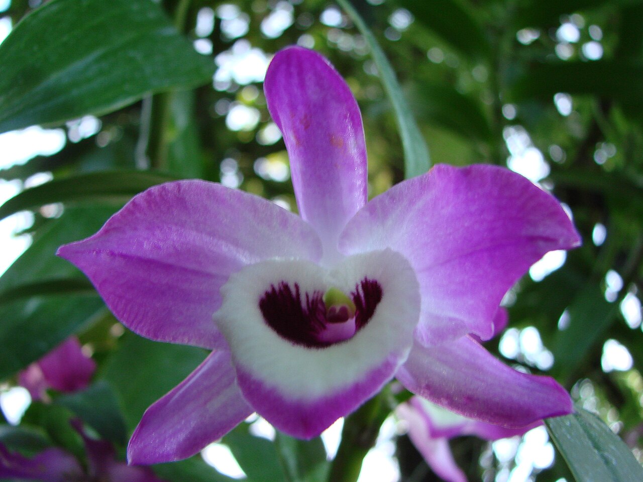 Dendrobium nobile, Noble dendrobium — clumping (Orchidaceae) (image 3 of 10)
