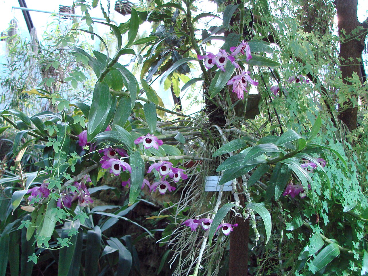 Dendrobium nobile, Noble dendrobium — clumping (Orchidaceae) (image 4 of 10)