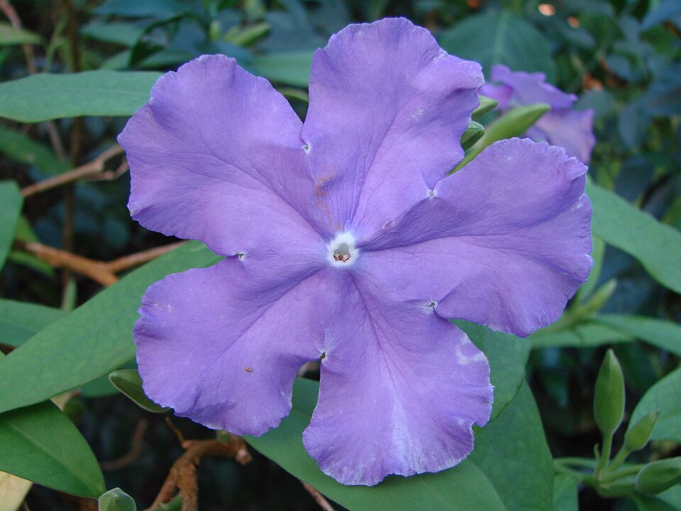 Brunfelsia pauciflora (Yesterday-Today-and-Tomorrow) (alternate view 6)