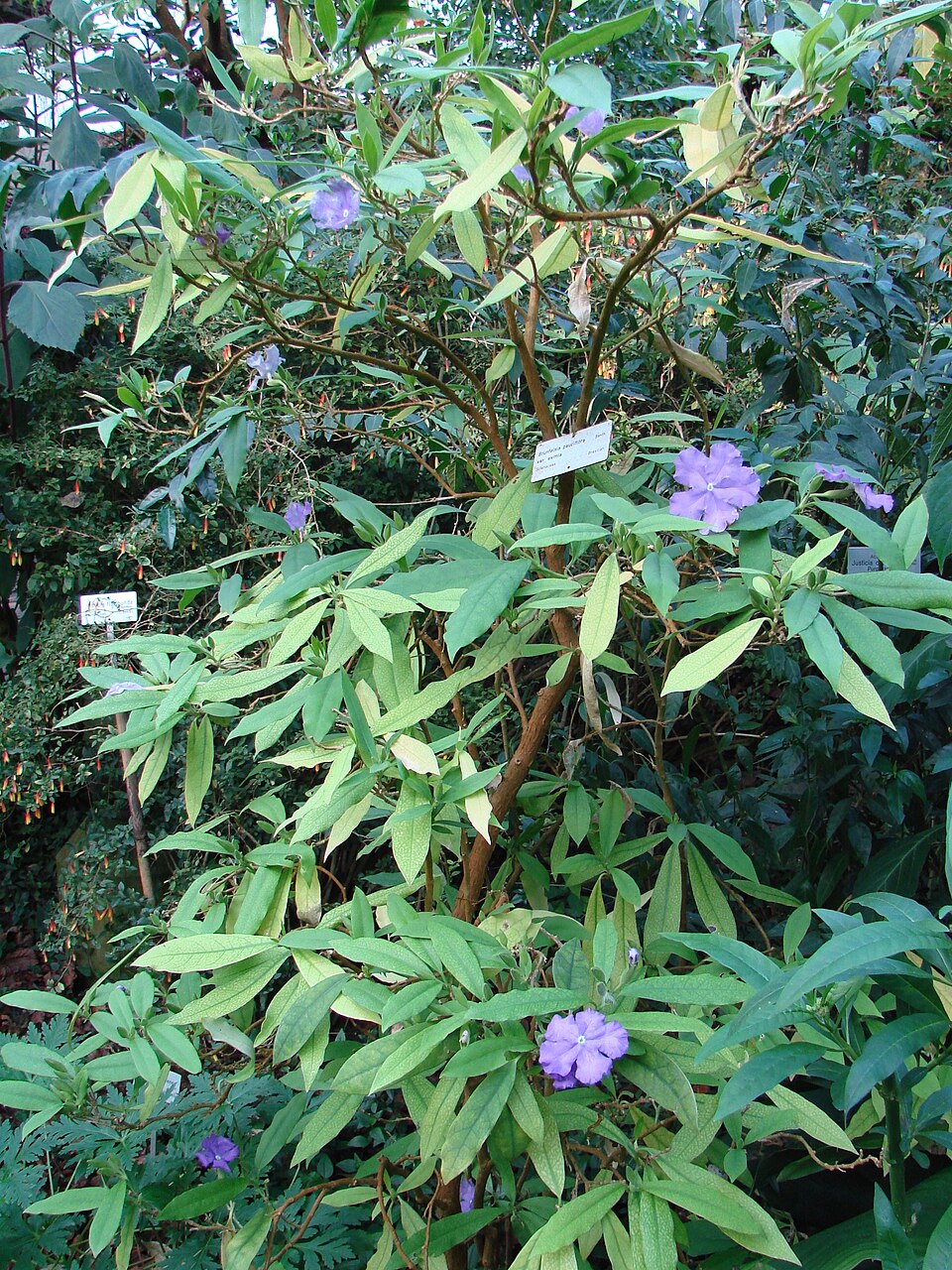 Brunfelsia pauciflora (Yesterday-Today-and-Tomorrow) (alternate view 7)
