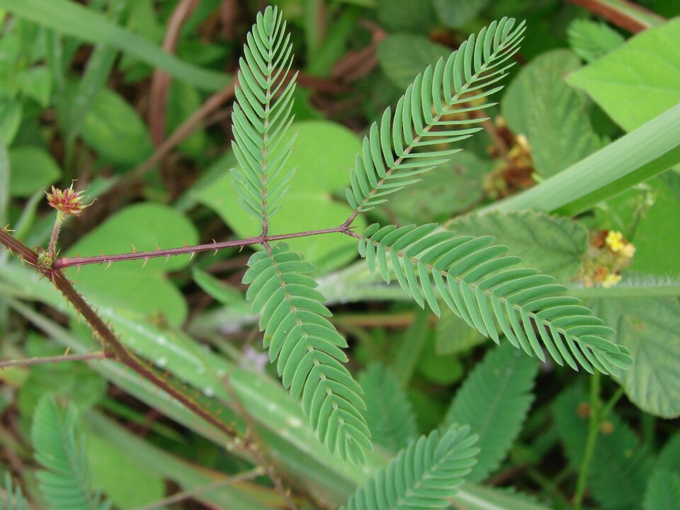 Mimosa quadrivalvis (Fourvalve Mimosa) (alternate view 3)