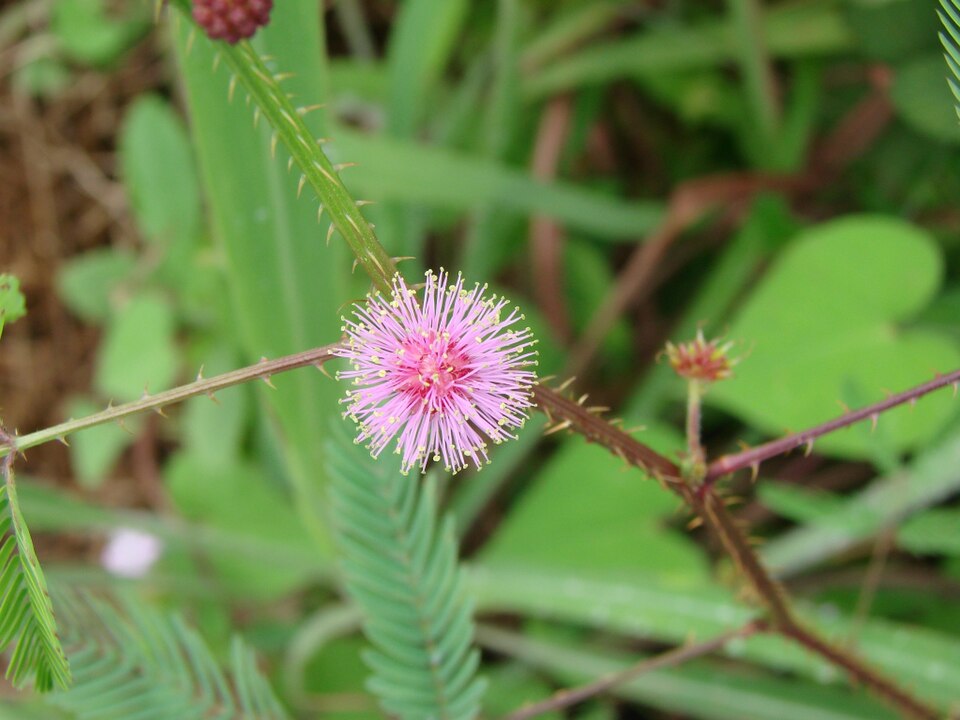 Mimosa quadrivalvis (Fourvalve Mimosa) (alternate view 4)