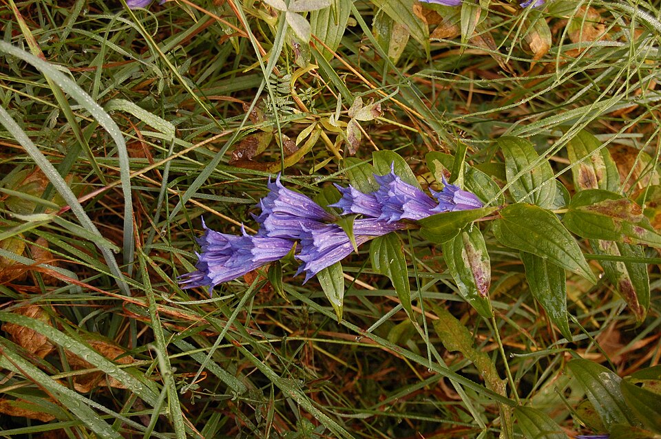 Gentiana asclepiadea (Willow Gentian) (alternate view 9)