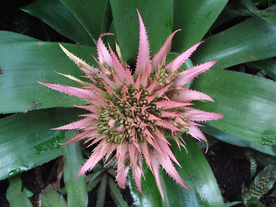 Aechmea fasciata (Silver Vase Bromeliad) (alternate view 8)
