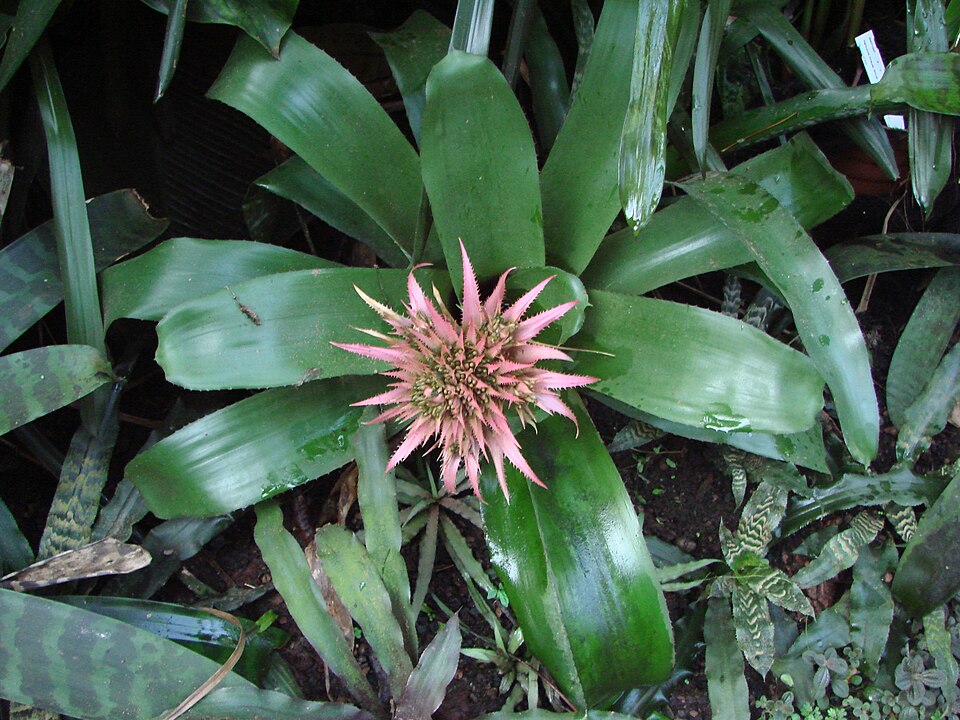 Aechmea fasciata (Silver Vase Bromeliad) (alternate view 9)