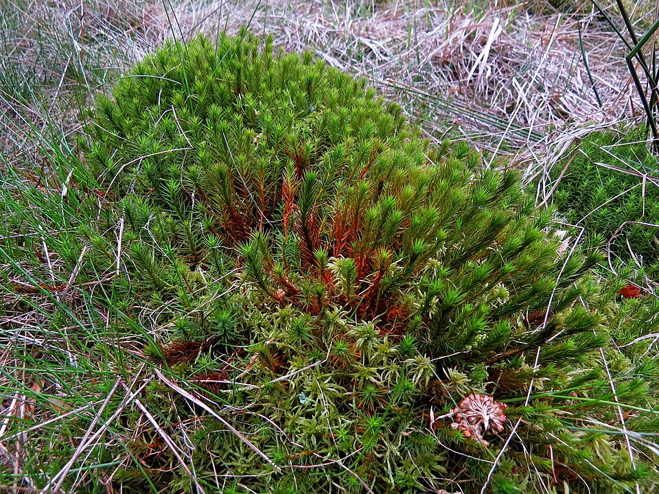 Polytrichum commune (Common Haircap Moss)