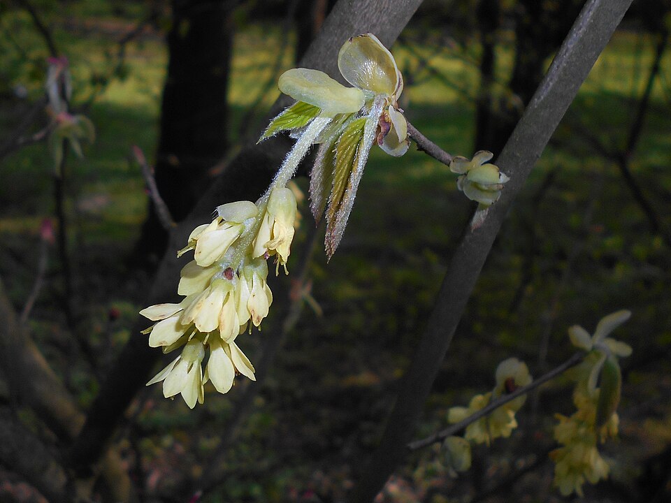 Corylopsis sinensis (Chinese Winter Hazel) (alternate view 9)