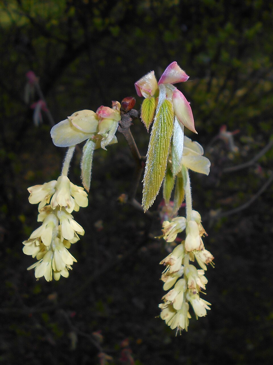 Corylopsis sinensis (Chinese Winter Hazel) (alternate view 10)