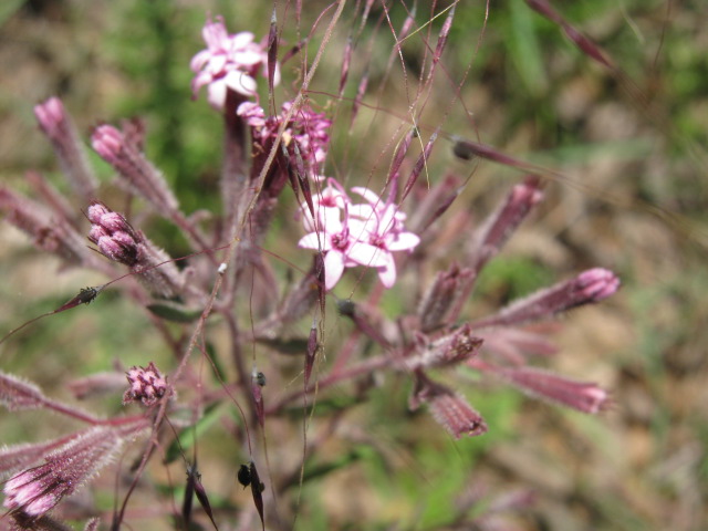 Stevia (alternate view 6)