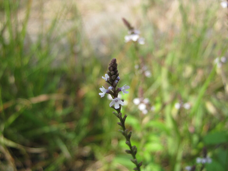 Verbena (vervains) (alternate view 5)