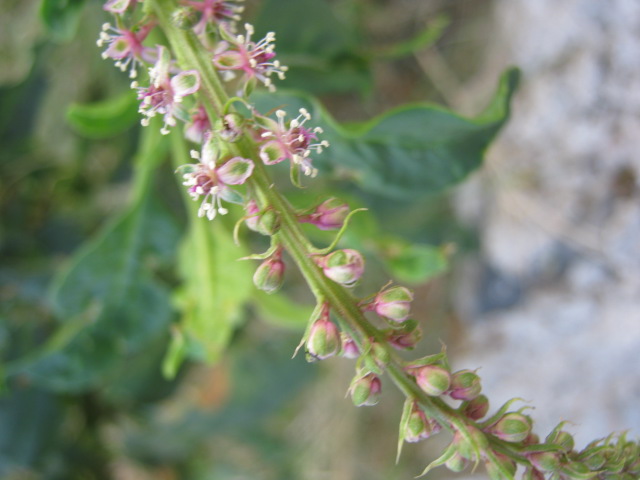 Phytolacca (Pokeweeds) (alternate view 2)