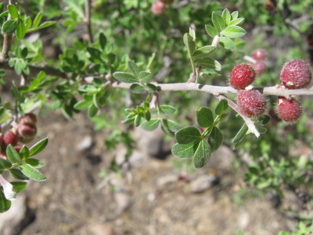 Bursera
