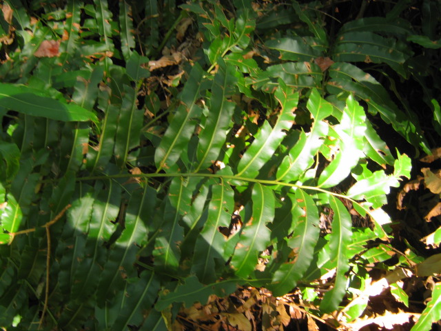 Acrostichum danaeifolium (Giant leather fern) (alternate view 7)