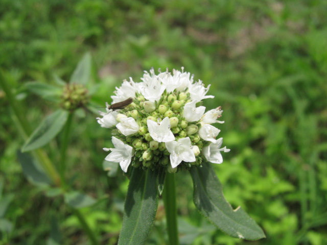 Spermacoce verticillata (shrubby false buttonweed) (alternate view 4)