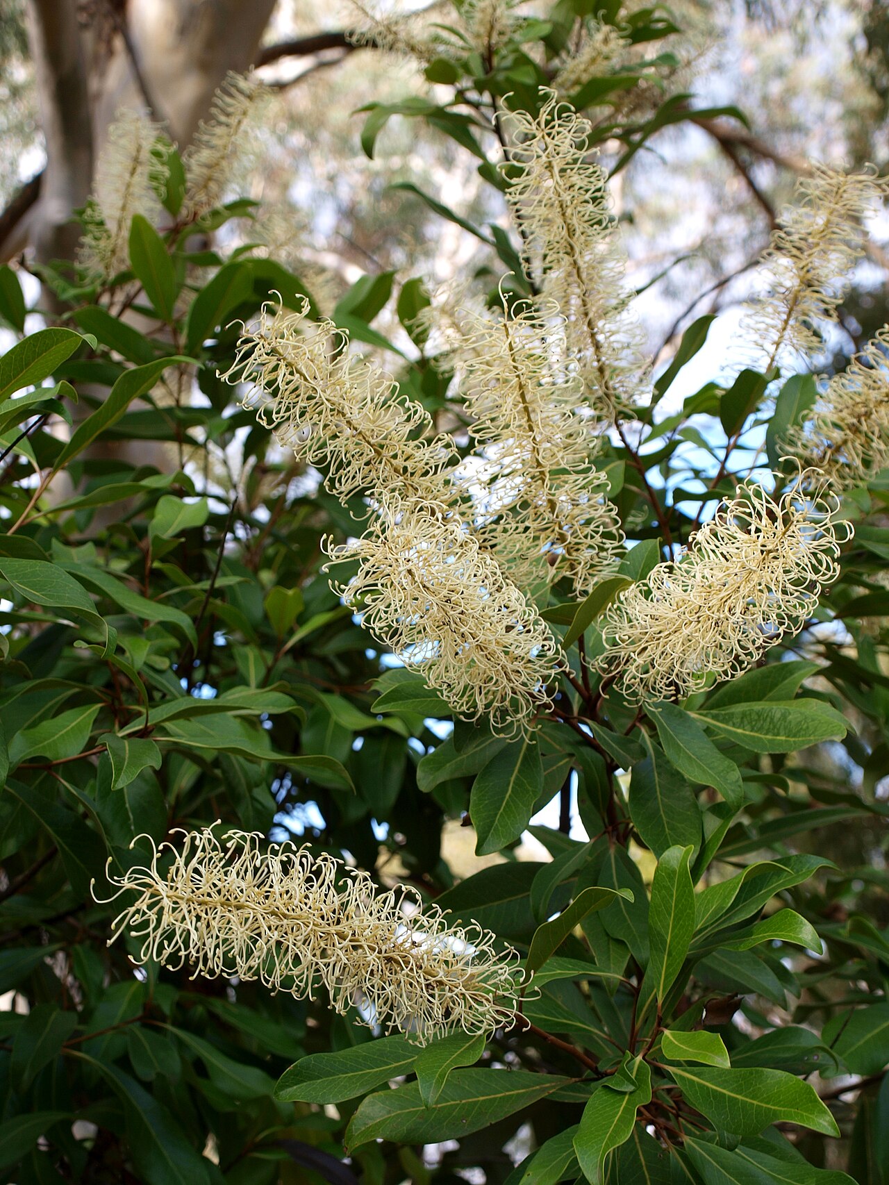 Buckinghamia celsissima, Ivory curl tree — upright evergreen (Proteaceae) (image 6 of 10)
