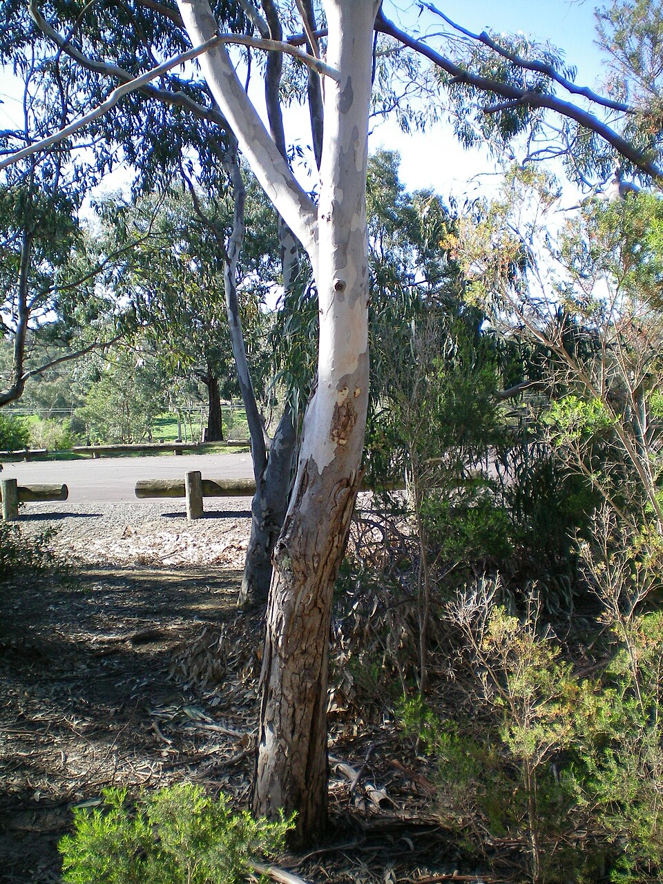 Eucalyptus melliodora (Yellow Box) (alternate view 7)