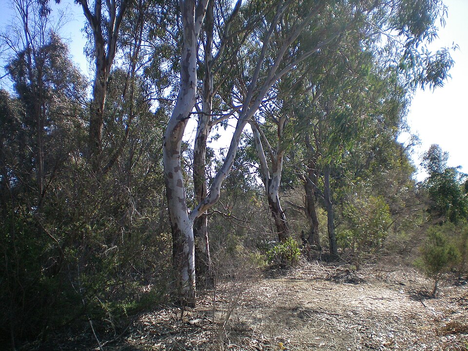 Eucalyptus melliodora (Yellow Box) (alternate view 8)