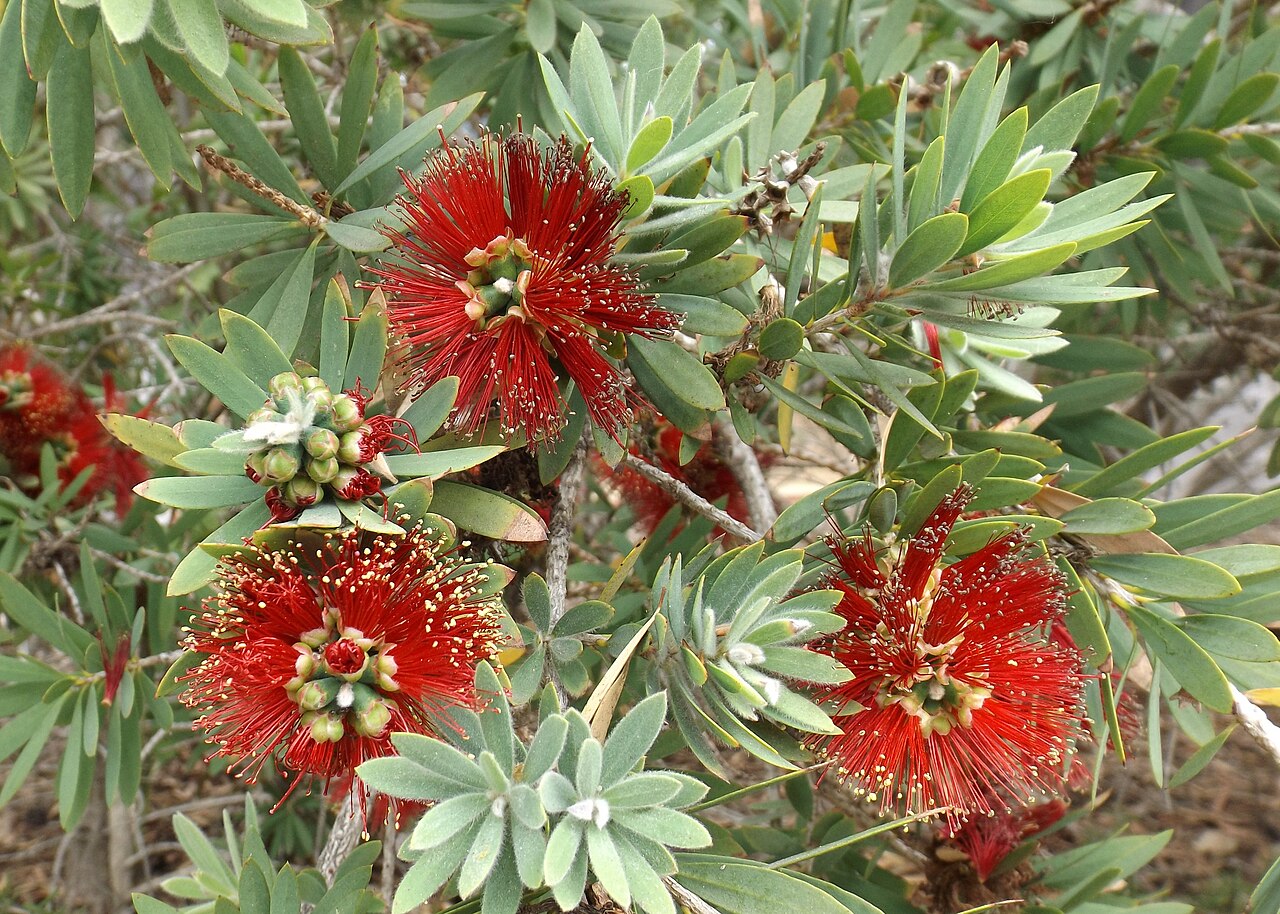 Callistemon 'Little John', Dwarf bottlebrush — mounding evergreen (Myrtaceae) (image 6 of 9)