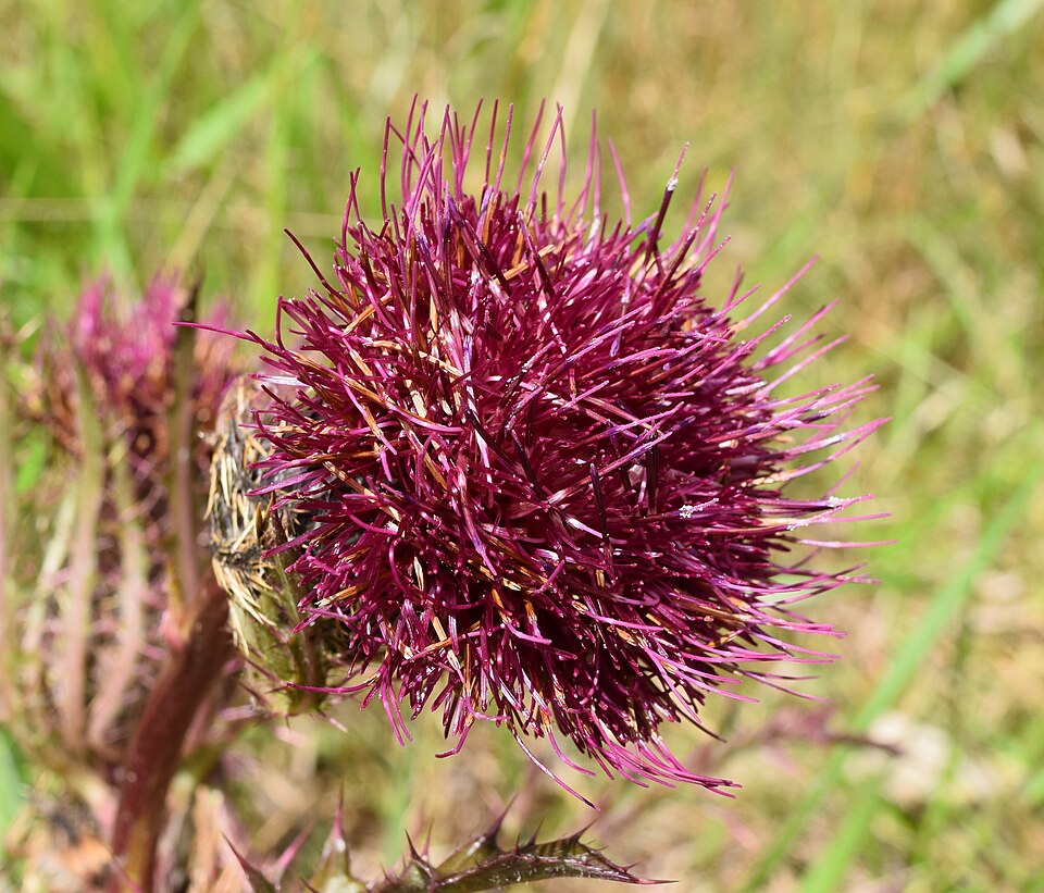 Cirsium horridulum (bristle thistle)
