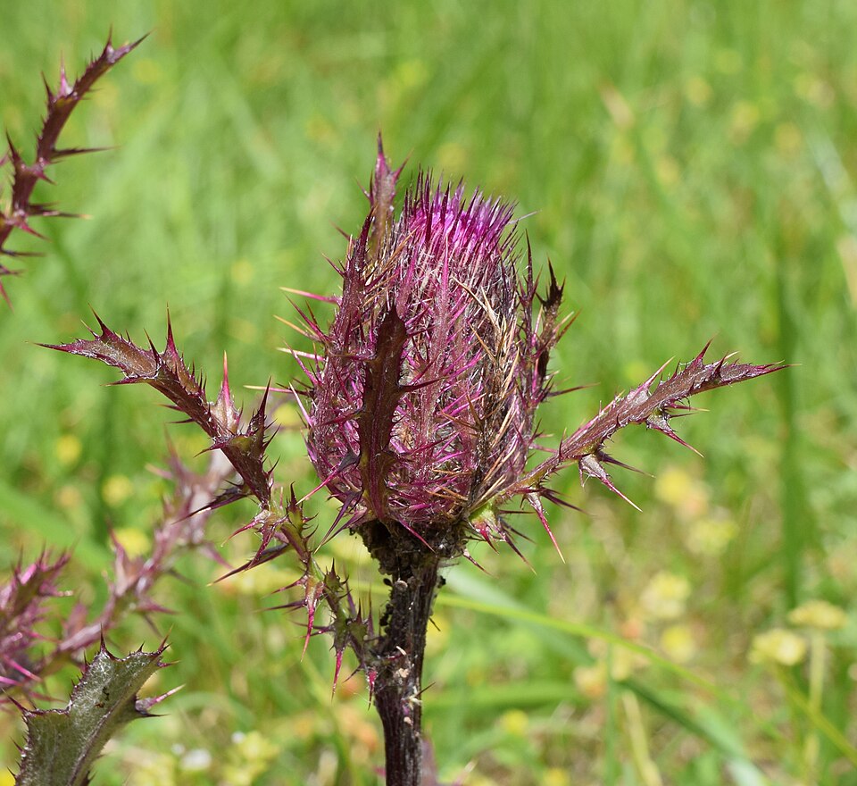 Cirsium horridulum (bristle thistle)