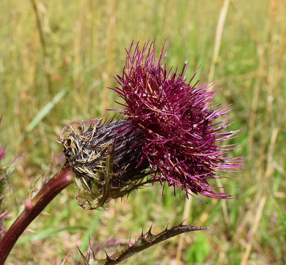 Cirsium horridulum (bristle thistle)